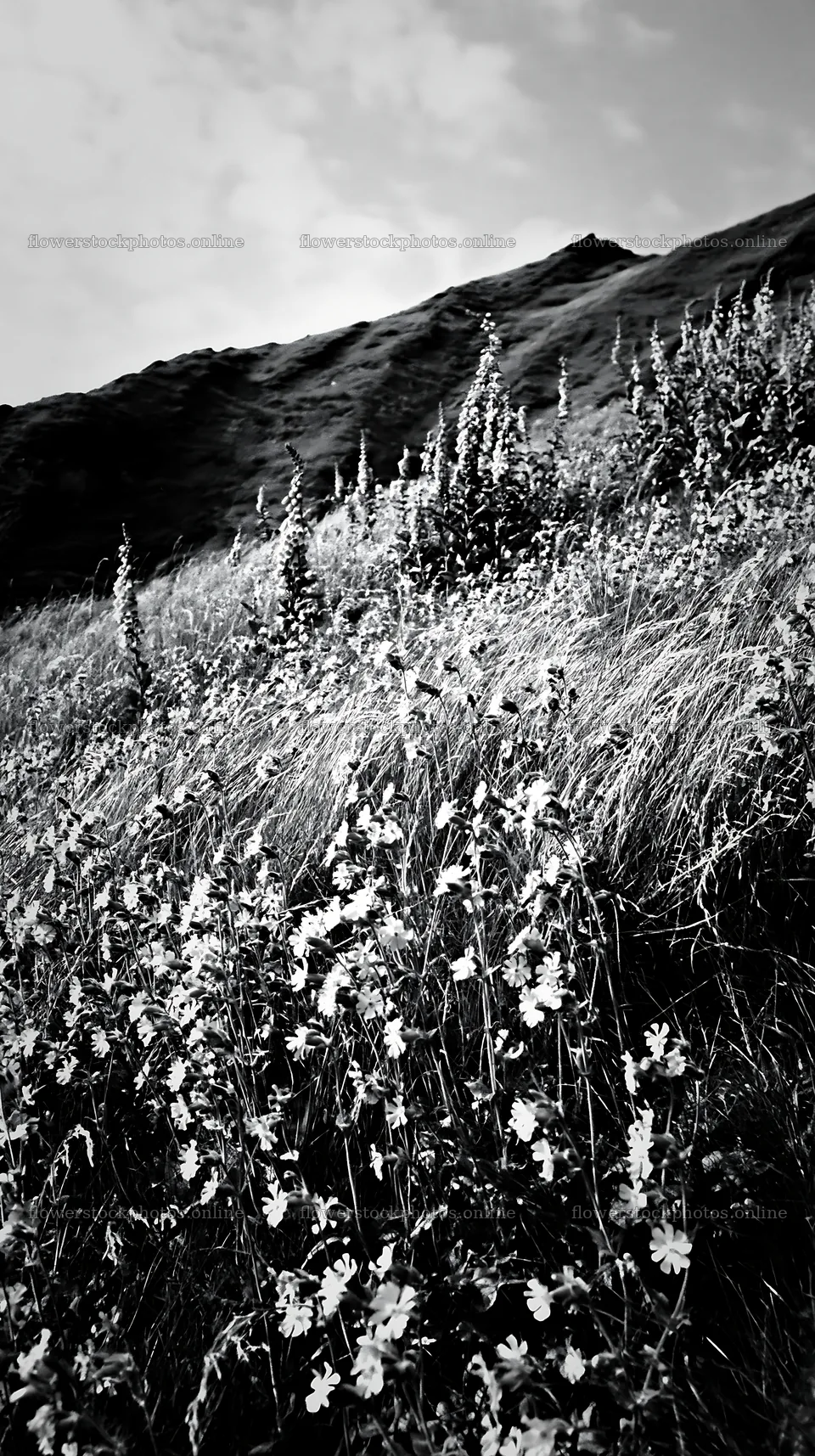 Meadow with campion flowers in black and white photography – flower stock photos 5938x10608