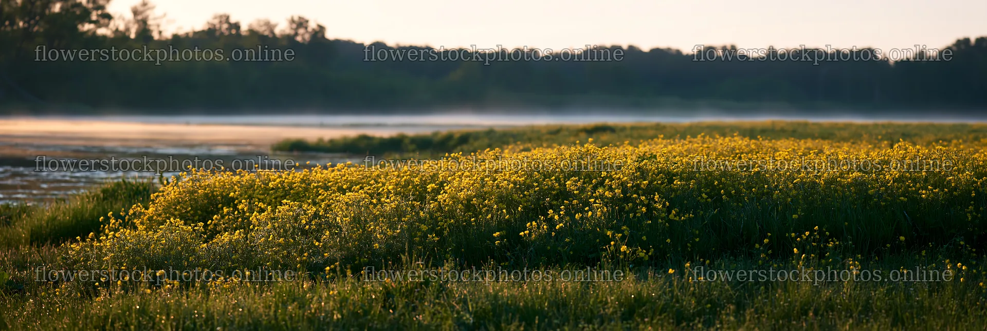 Buttercup meadow in the morning light – flower stock photos 13690x4602