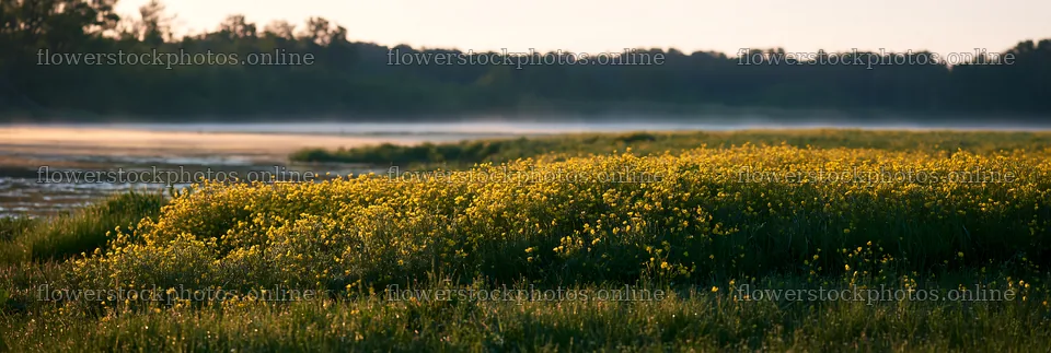 Buttercup meadow in the morning light – flower stock photos 13690x4602