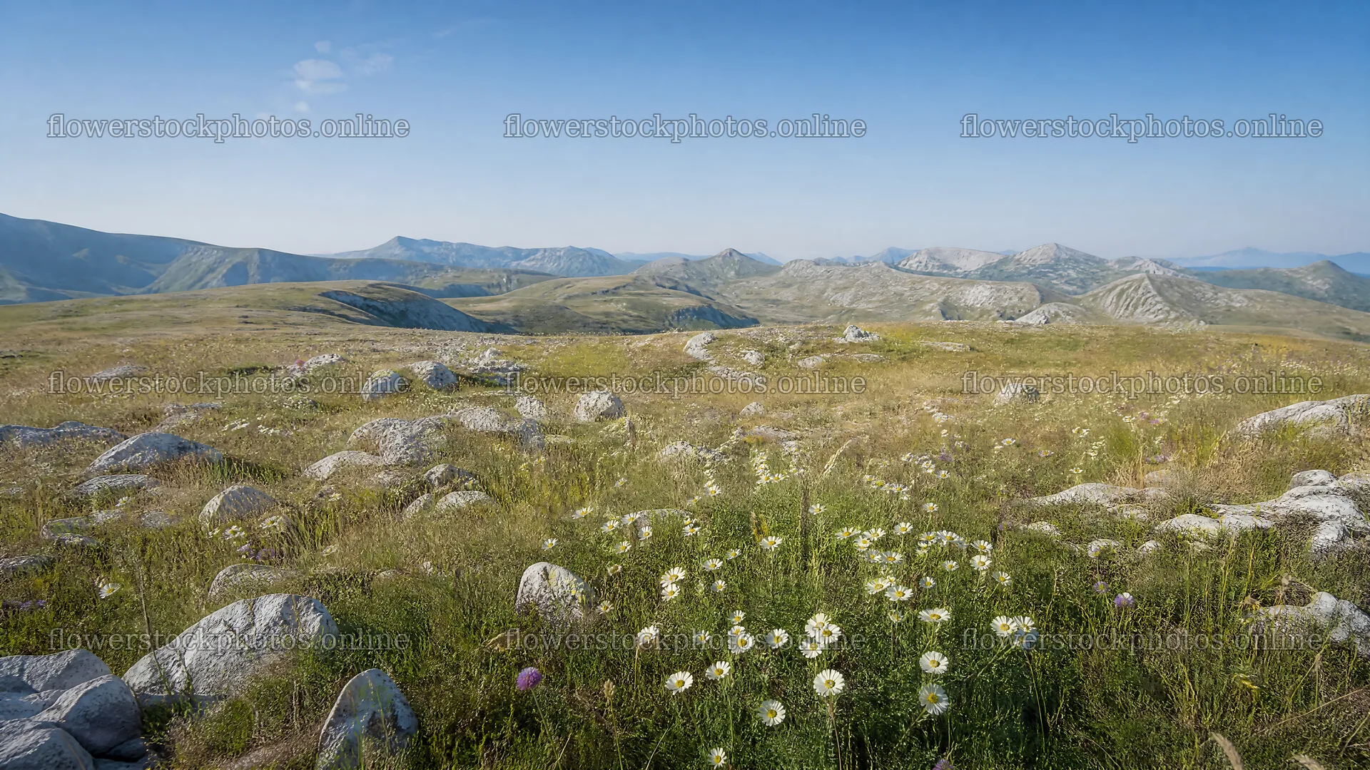 Sunny limestone meadow with distant mountains – flower stock photos 10584x5952
