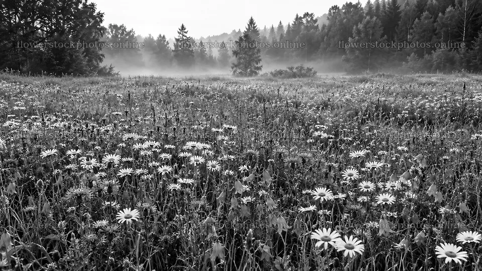 Wildflower Meadow in Morning Mist, Monochrome – flower stock photos 10324x5812