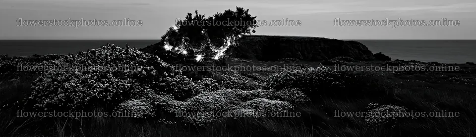 Christmas lights beside cave in meadow at dusk – flower stock photos 14762x4268