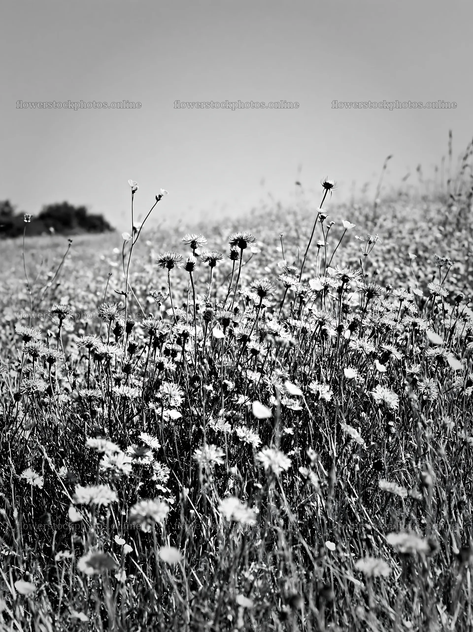 Sunny flowering herb meadow beneath blue sky – flower stock photos 6866x9174