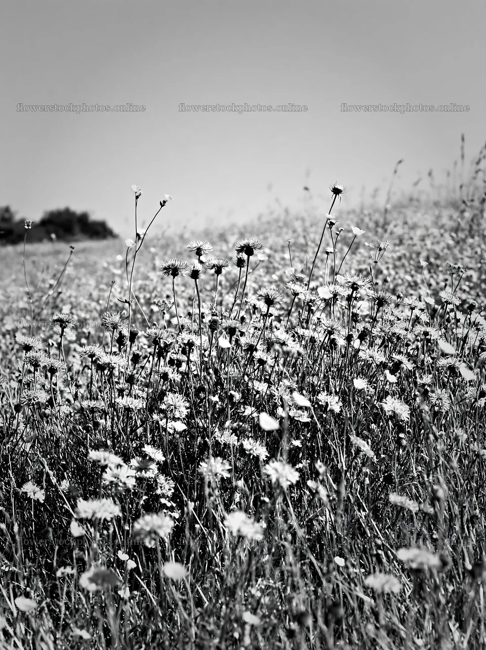 Sunny flowering herb meadow beneath blue sky – flower stock photos 6866x9174
