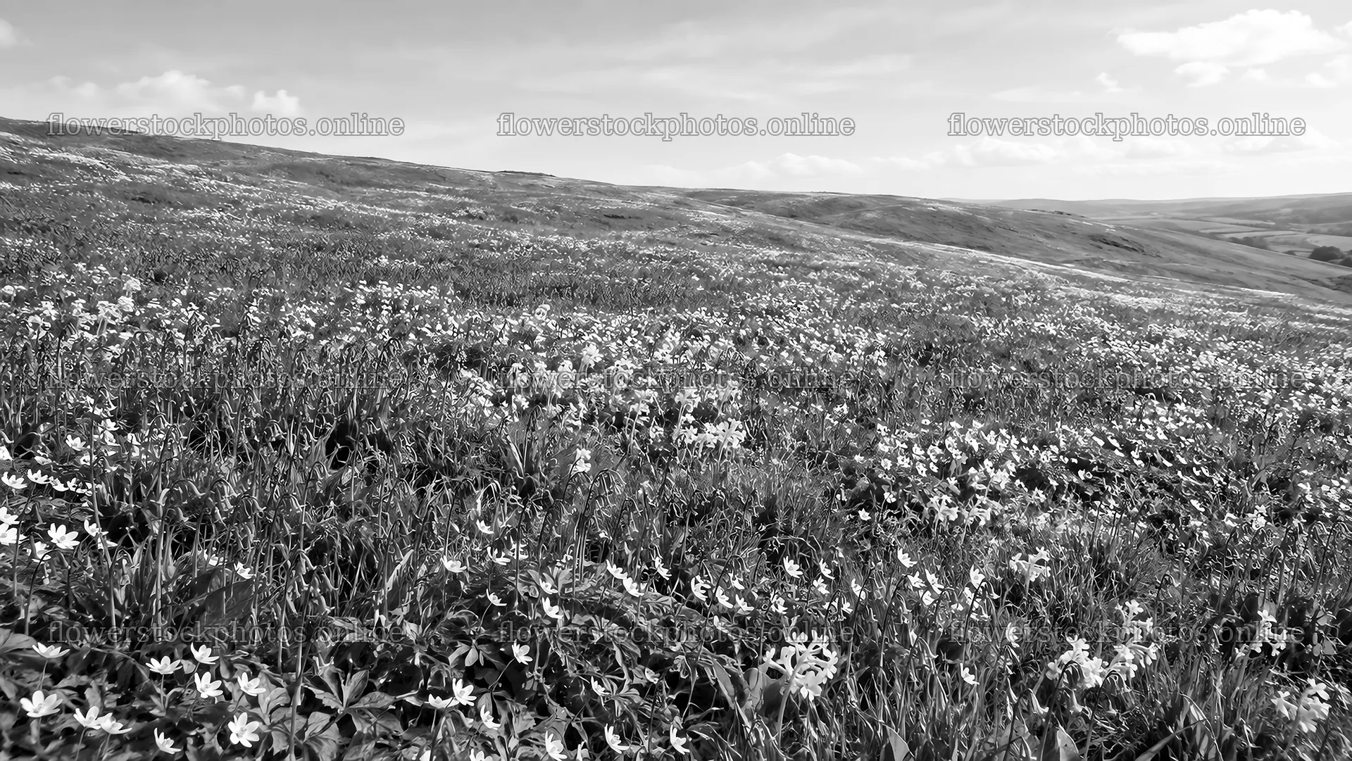 Spring Bulb Flowers Across a Rolling Meadow – flower stock photos 10324x5812