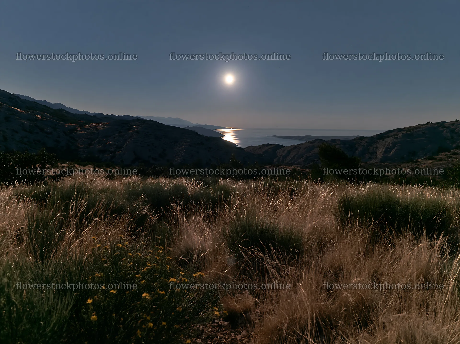 Moonrise over meadow with mountains and ocean view – flower stock photos 9174x6866