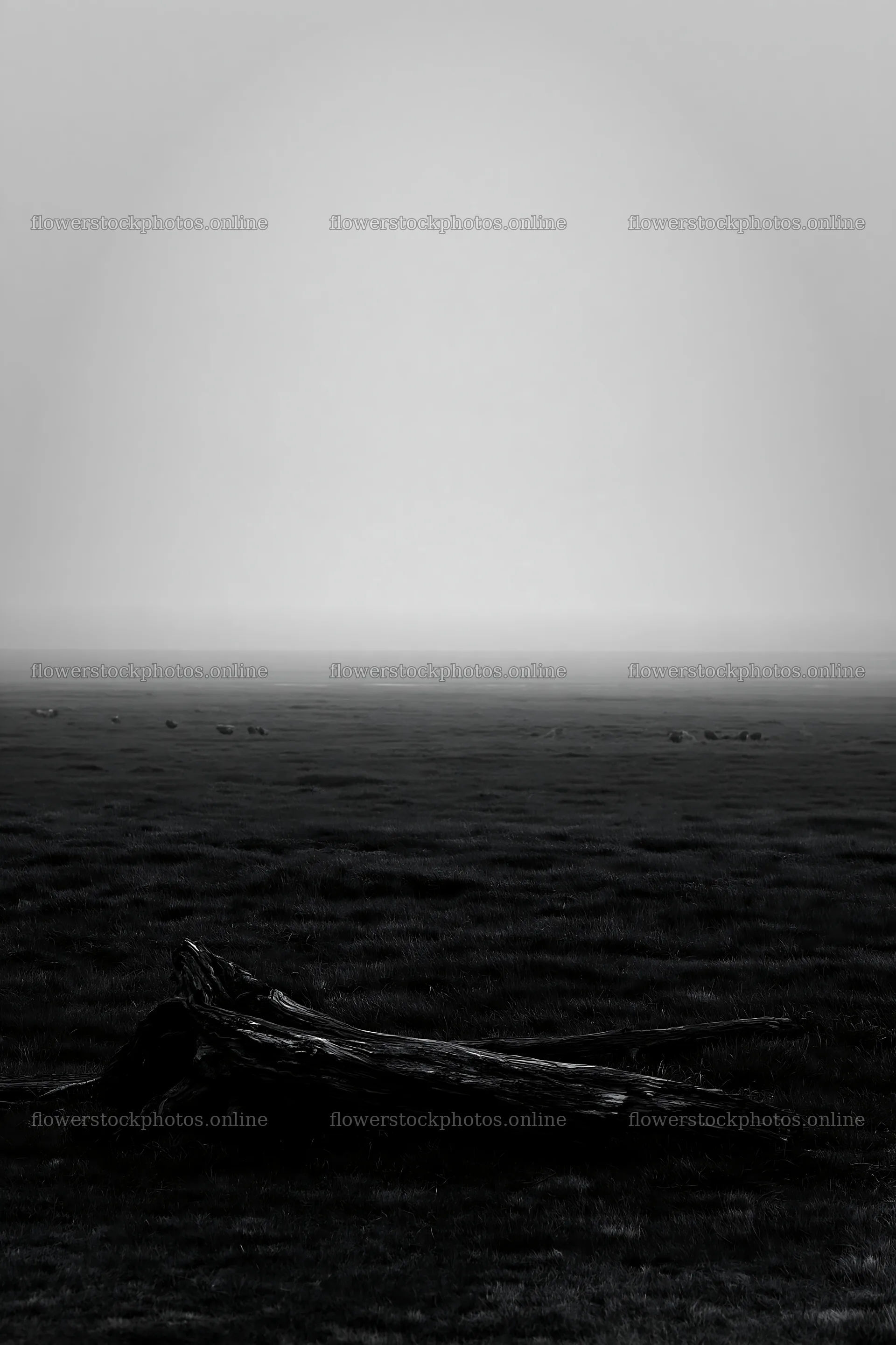 Chiba coastal meadow with driftwood in foggy weather – flower stock photos 6480x9722