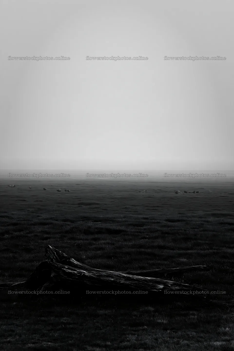 Chiba coastal meadow with driftwood in foggy weather – flower stock photos 6480x9722