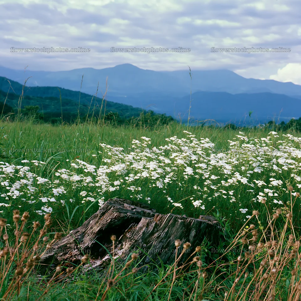 Fukushima meadow with weathered stump and wildflowers – flower stock photos 7938x7938