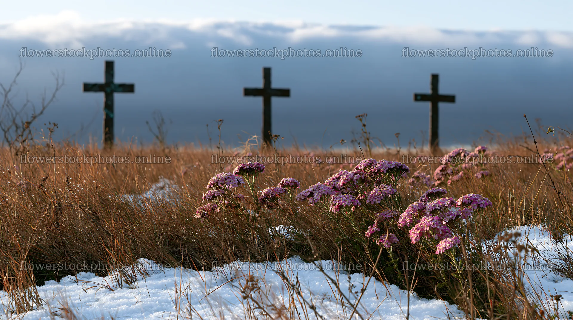 Three bronze crosses in snowy meadow – flower stock photos 10608x5938