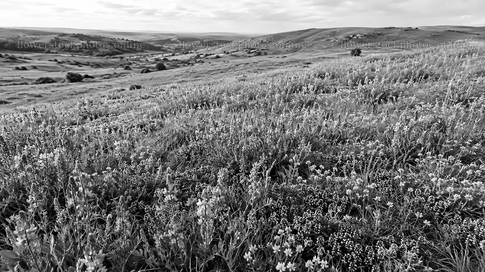 Monochrome Wildflower Meadow Across Rolling Hills – flower stock photos 10324x5812
