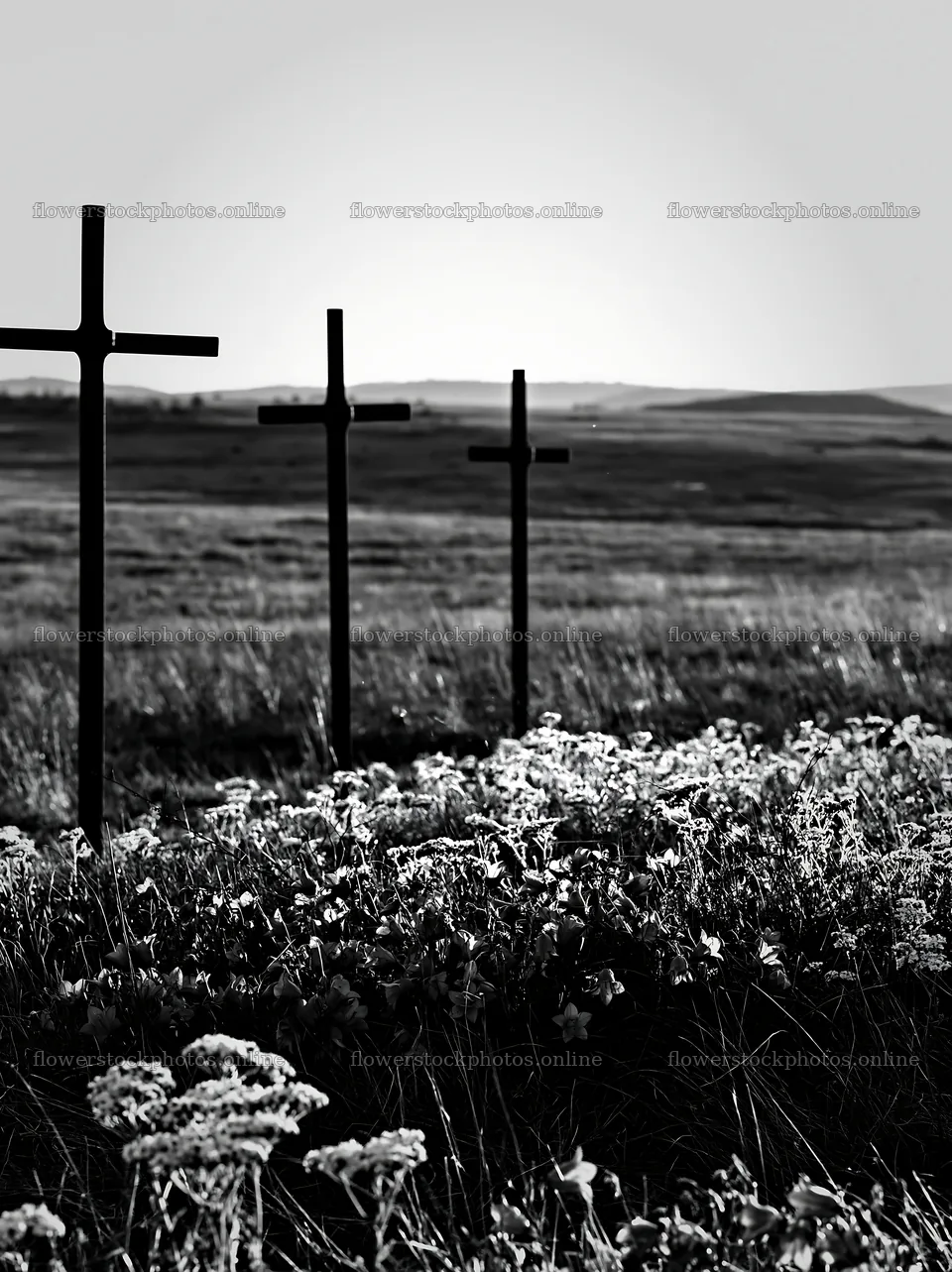 Three iron crosses in an Advent meadow – flower stock photos 6866x9174