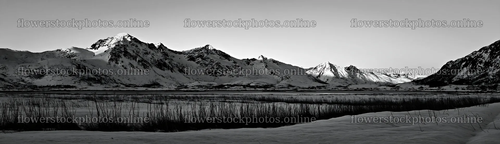 Lofoten coastal meadow winter snow landscape at sunset – flower stock photos 14762x4268