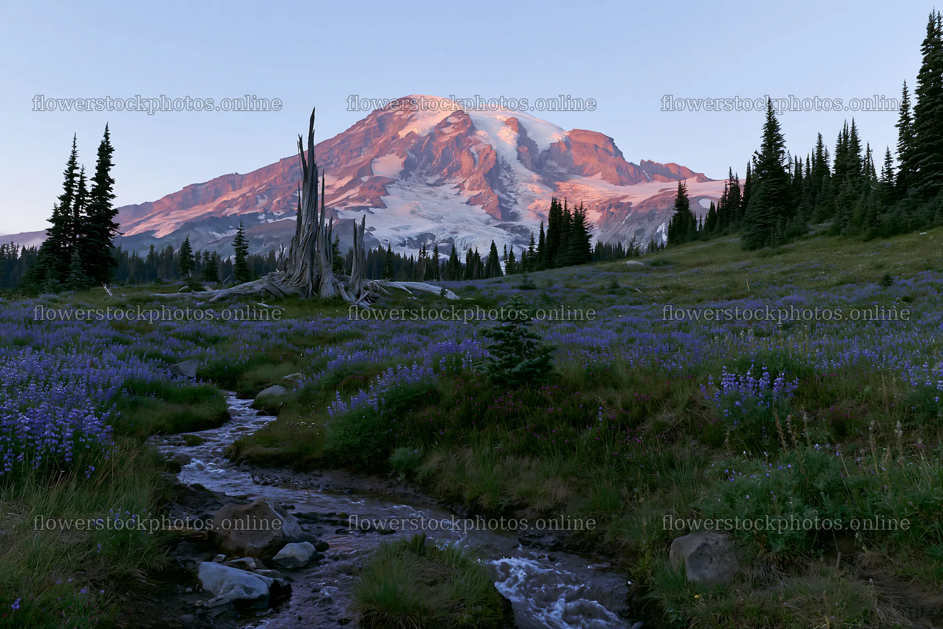 Mount Rainier wildflower meadow with sunrise light – flower stock photos 9722x6480