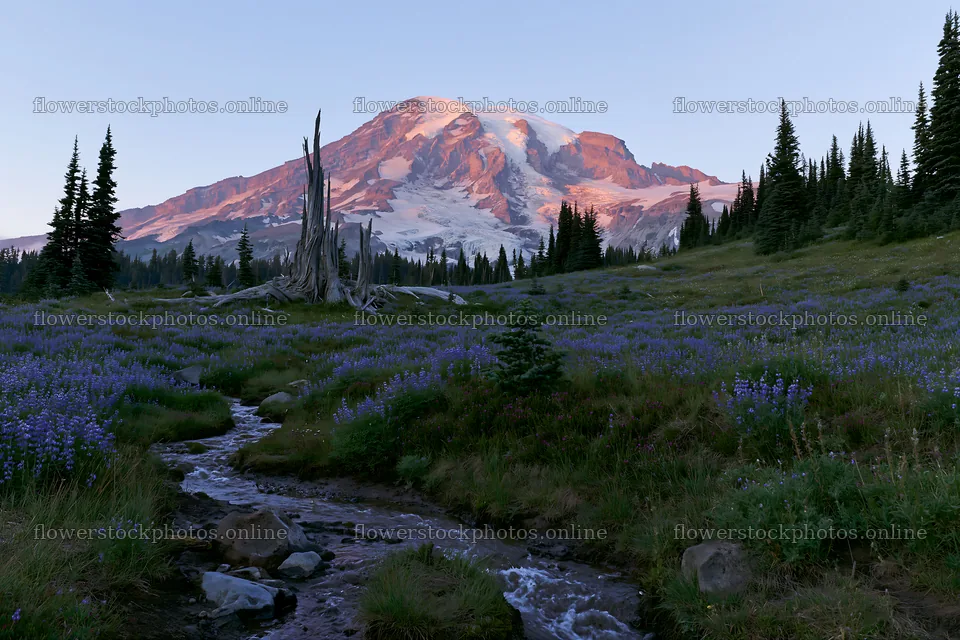 Mount Rainier wildflower meadow with sunrise light – flower stock photos 9722x6480