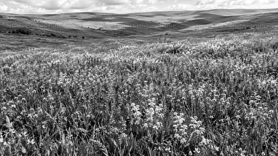 Black-and-White Wildflower Meadow and Hills – flower stock photos 10324x5812