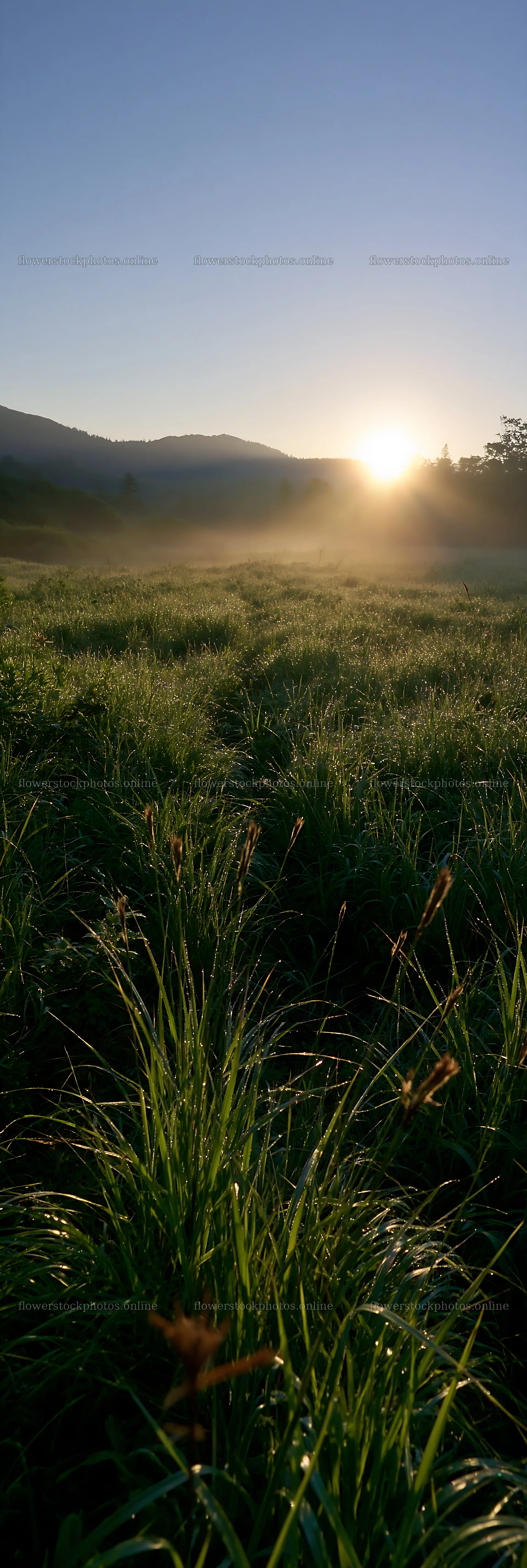 Iwate rain refreshed meadow seedhead foreground at sunrise – flower stock photos 4602x13690