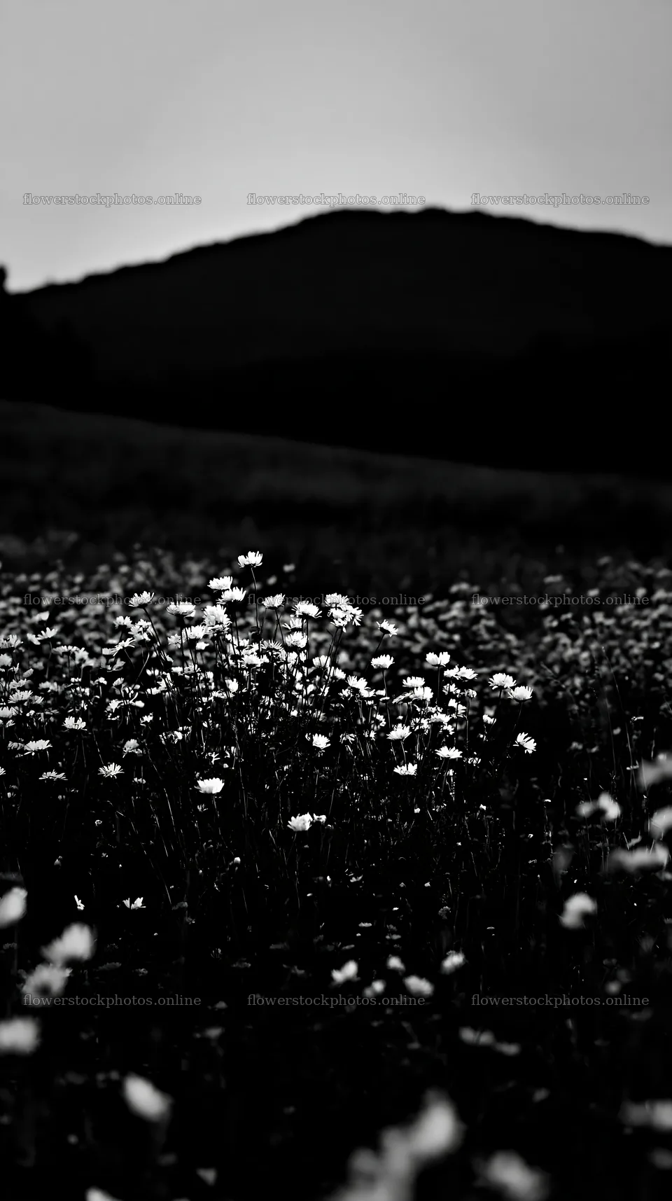 German foothill meadow with white flowers at dusk – flower stock photos 5938x10608