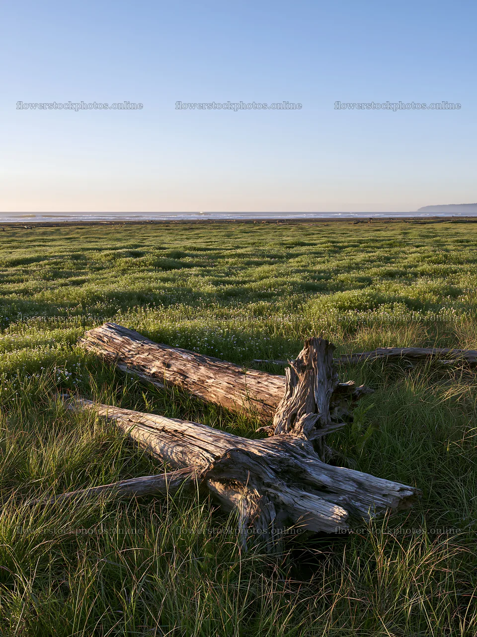 Driftwood in a Chiba coastal meadow at sunset – flower stock photos 6866x9174