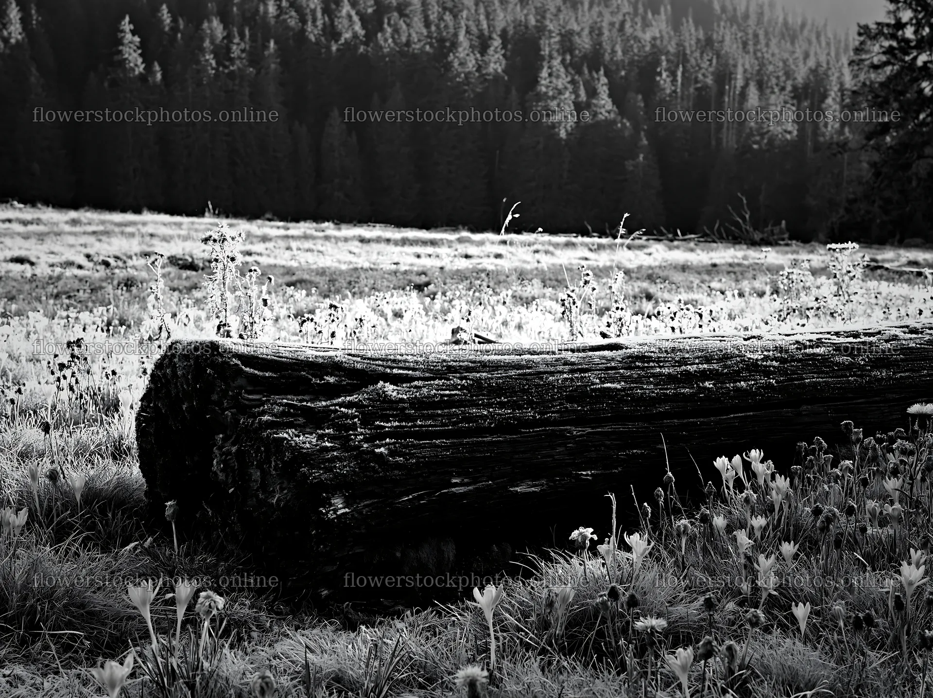 Weathered log in a meadow surrounded by forest – flower stock photos 9174x6866