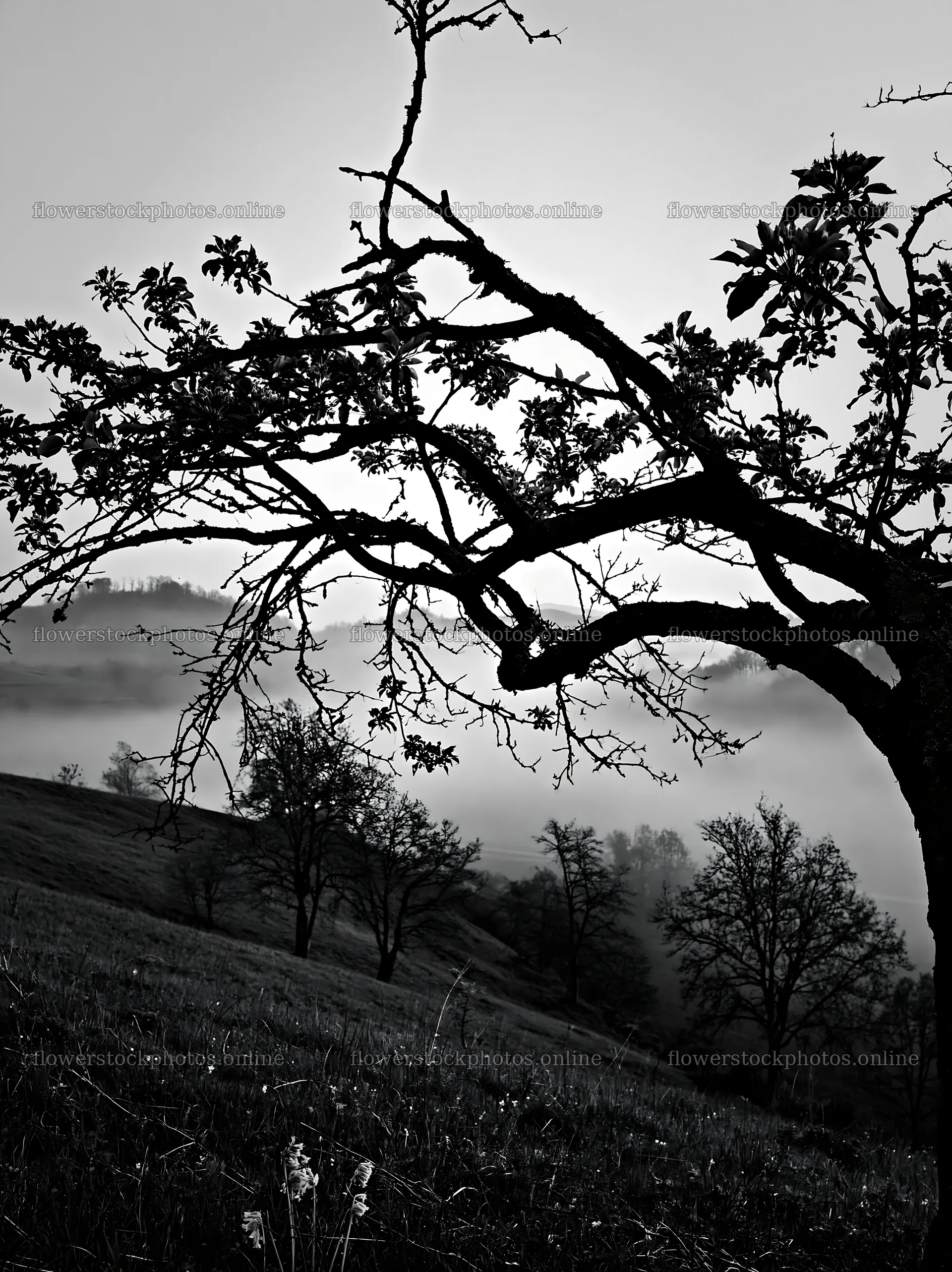 Hillside apple meadow with trees in foggy morning light – flower stock photos 6866x9174