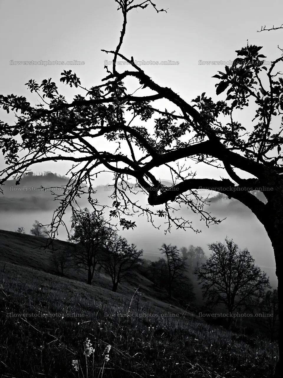 Hillside apple meadow with trees in foggy morning light – flower stock photos 6866x9174