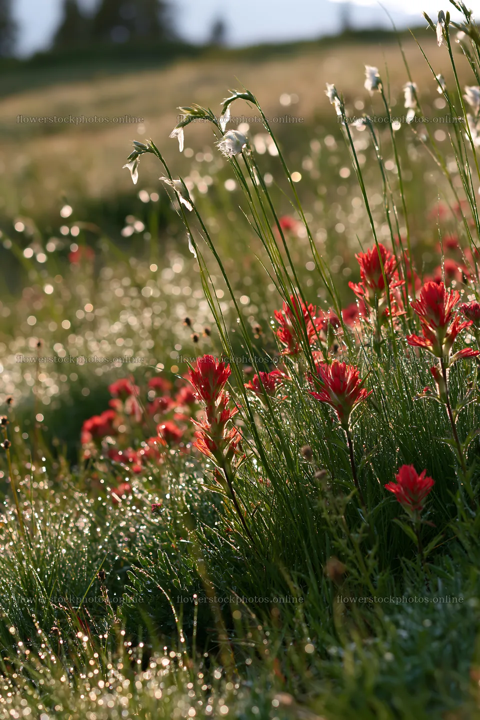 Meadow grass seedheads with flowers in natural sunlight – flower stock photos 6480x9722