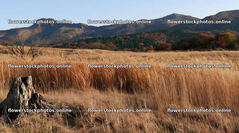 Fukushima native meadow with weathered stump in natural setting – flower stock photos 10608x5938