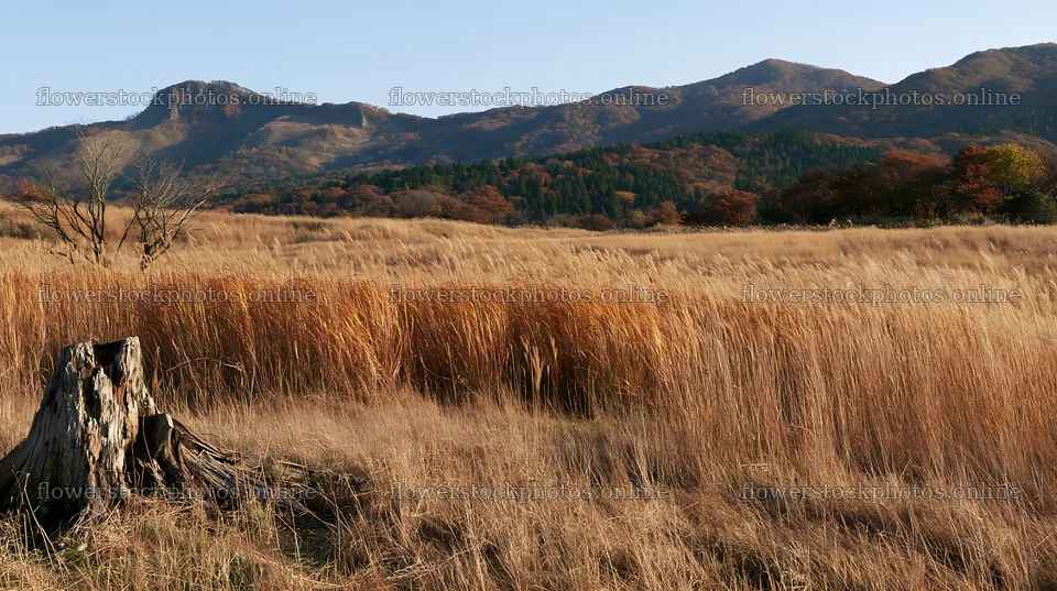 Fukushima native meadow with weathered stump in natural setting – flower stock photos 10608x5938