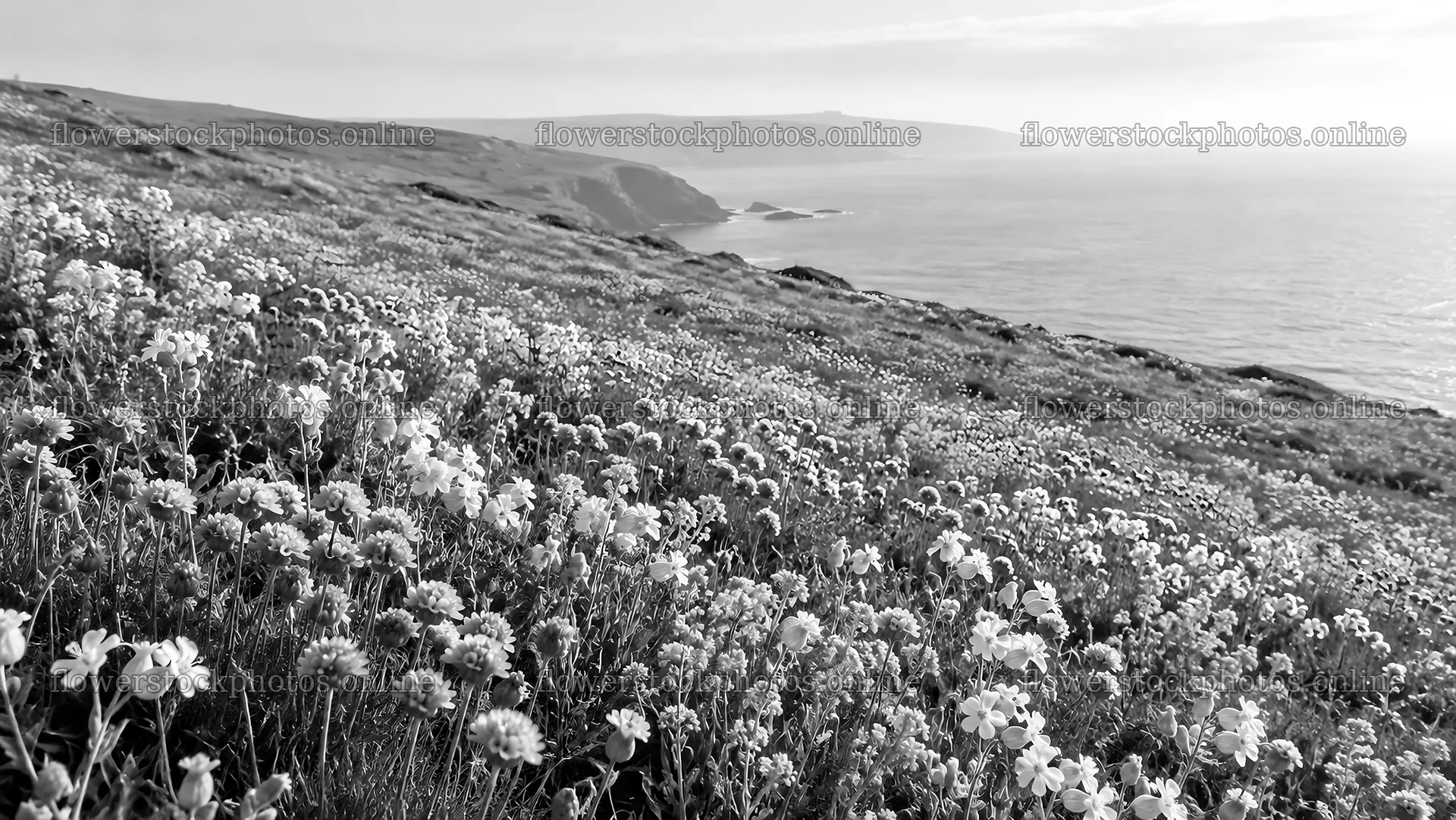Wildflowers on a Coastal Hillside in Black and White – flower stock photos 10324x5812
