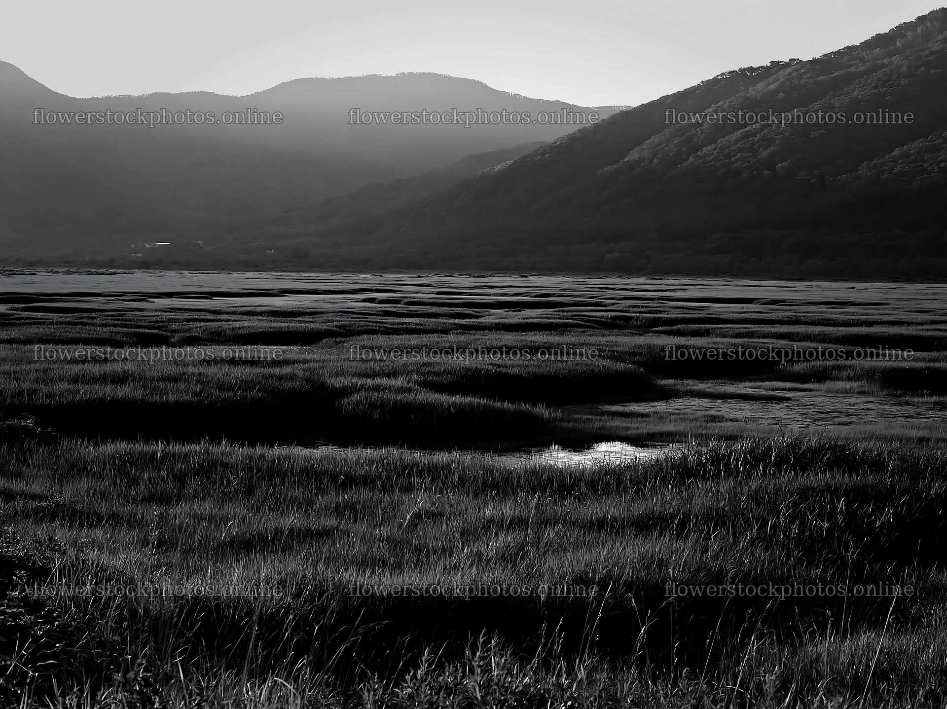Shiga wetland meadow climate adaptation reeds in a green landscape – flower stock photos 9174x6866