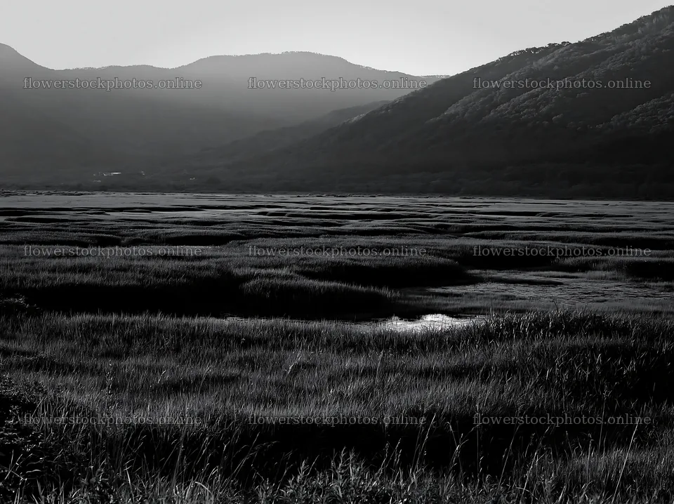 Shiga wetland meadow climate adaptation reeds in a green landscape – flower stock photos 9174x6866