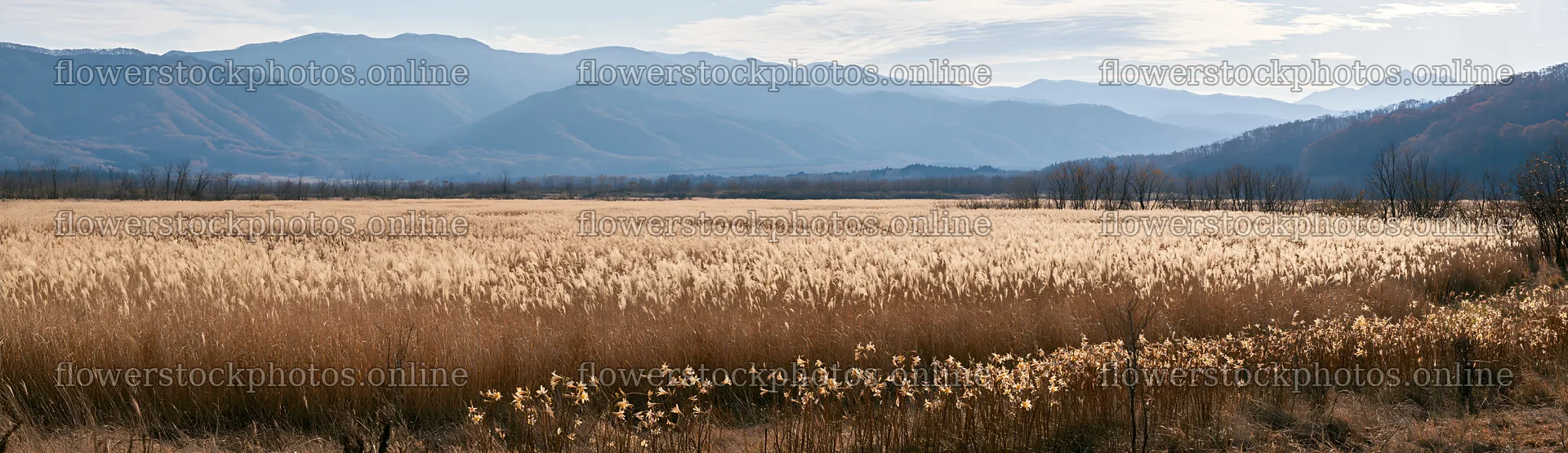 Akita snowmelt meadow with silver grasses under clear skies – flower stock photos 14762x4268