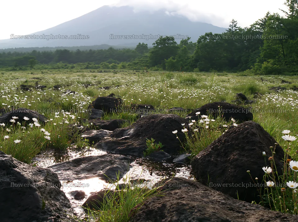 Yamanashi regenerative meadow with basalt stones under cloudy sky – flower stock photos 9174x6866