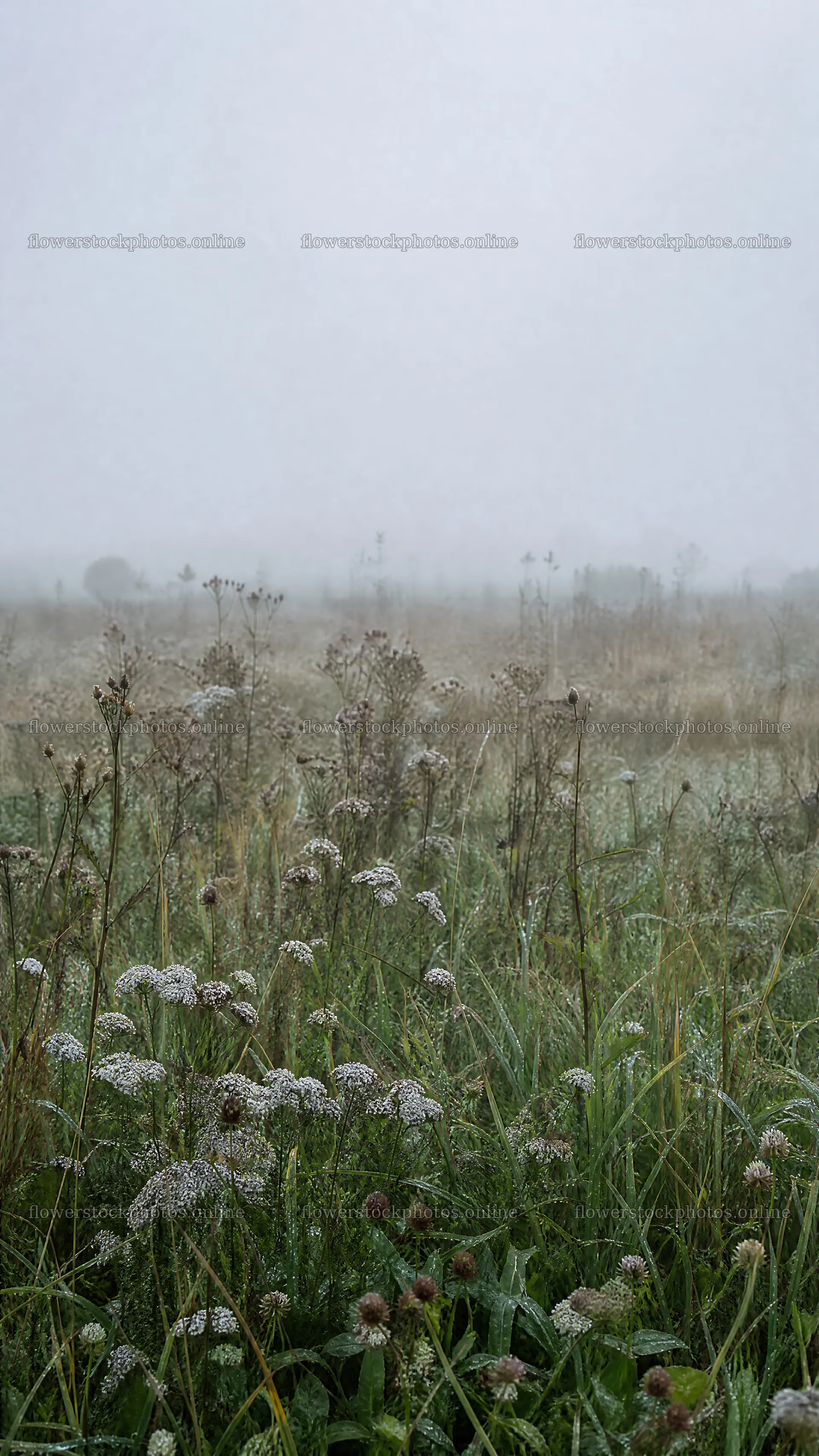 Rewilded meadow under fog and mist – flower stock photos 5952x10584