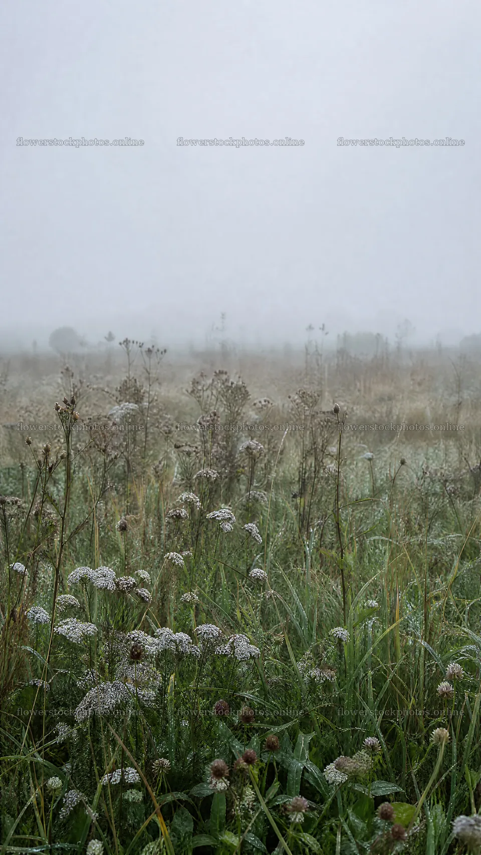 Rewilded meadow under fog and mist – flower stock photos 5952x10584
