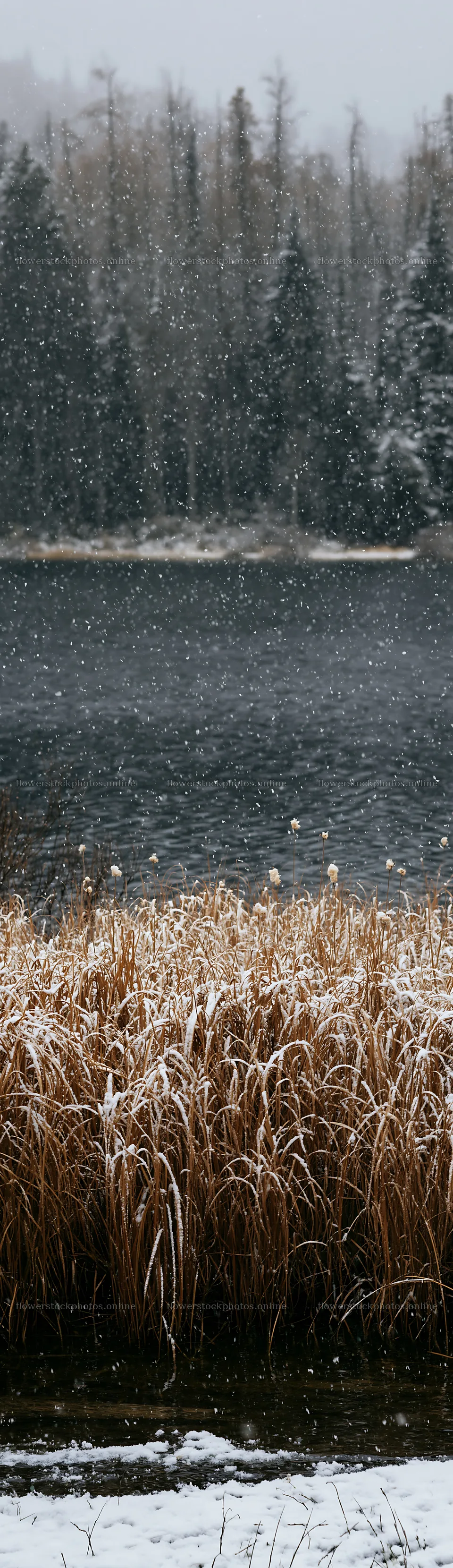 Lakeside meadow after first snowfall with water and snow – flower stock photos 4268x14762