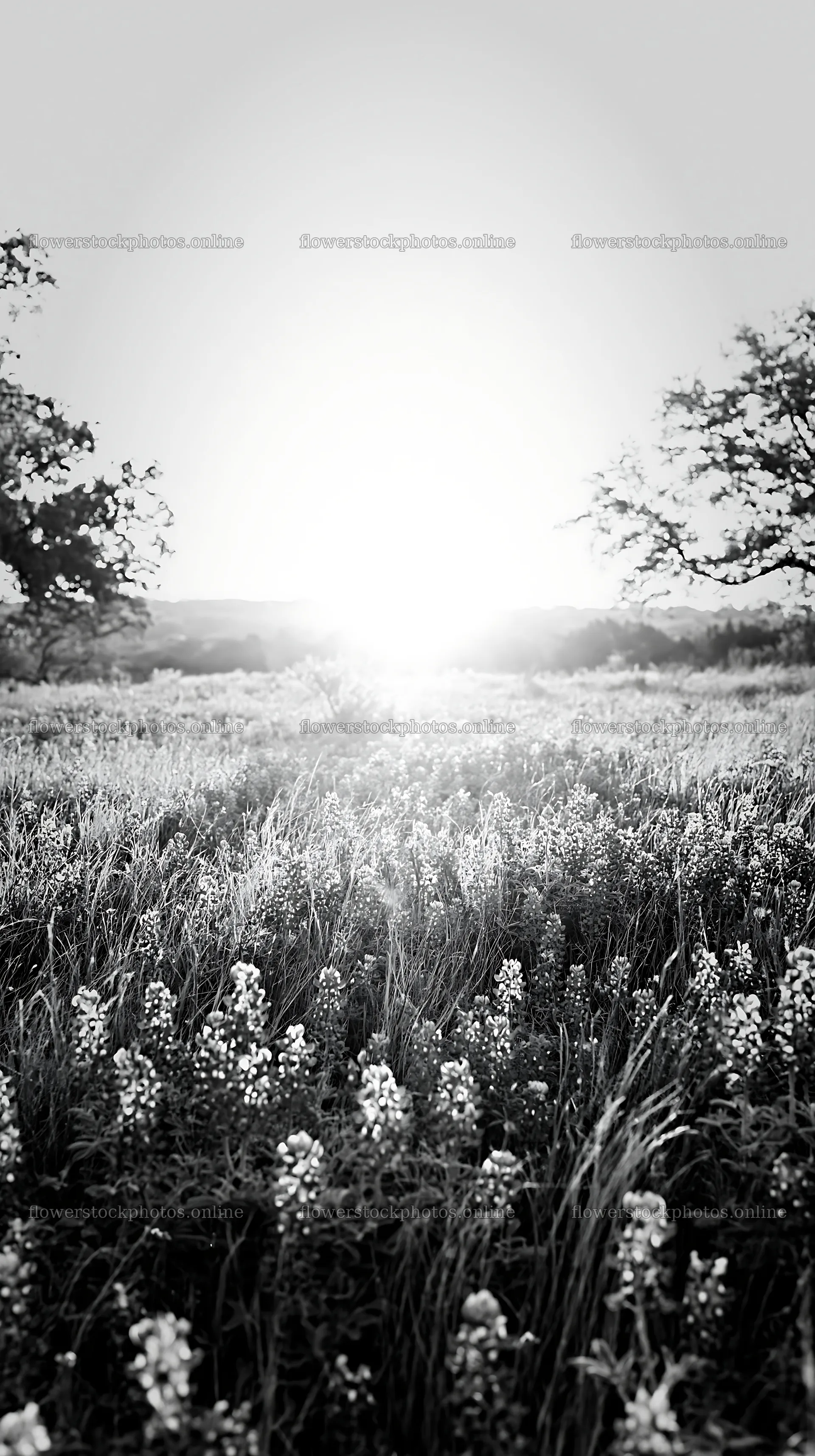 Bluebonnet meadow at sunrise in black and white – flower stock photos 5938x10608