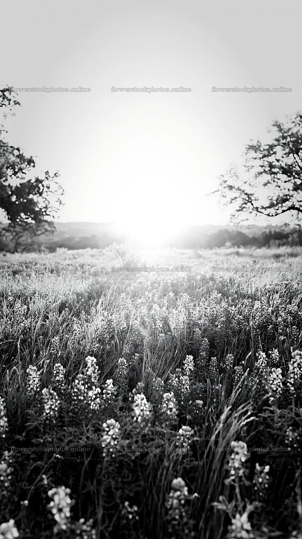 Bluebonnet meadow at sunrise in black and white – flower stock photos 5938x10608