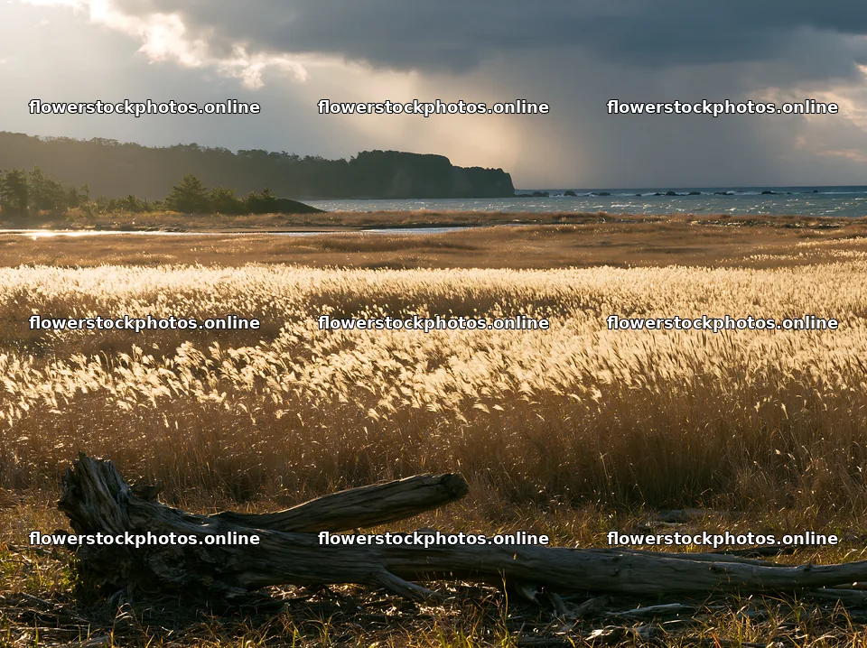 Chiba coastal climate meadow driftwood foreground at sunset – flower stock photos 9174x6866