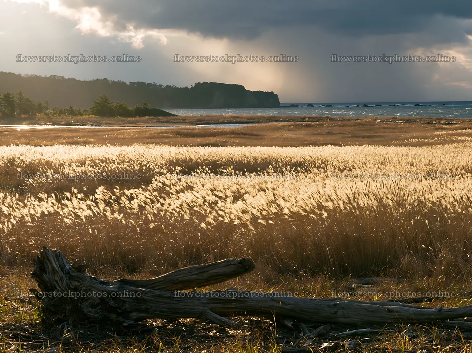 Chiba coastal climate meadow driftwood foreground at sunset – flower stock photos 9174x6866