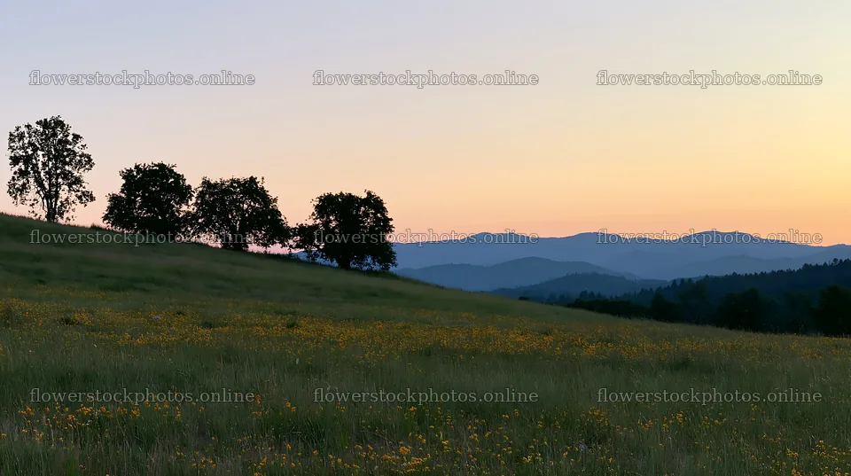 Highland apple meadow with trees and mountains at sunset – flower stock photos 10608x5938