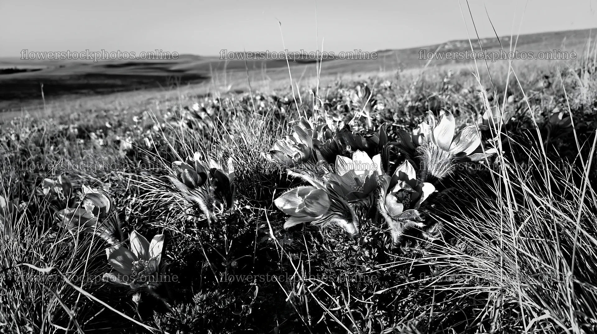 Sunny limestone meadow with blooming flowers – flower stock photos 10608x5938