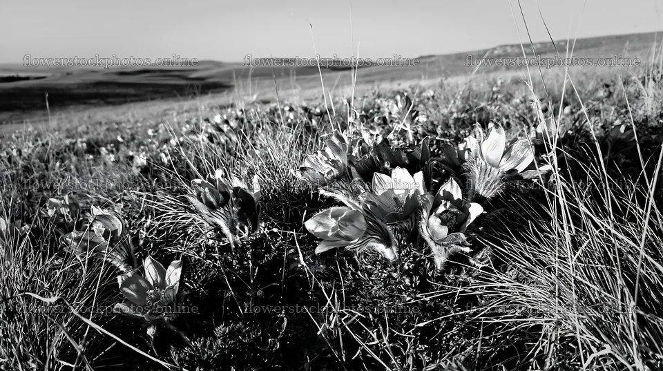 Sunny limestone meadow with blooming flowers – flower stock photos 10608x5938