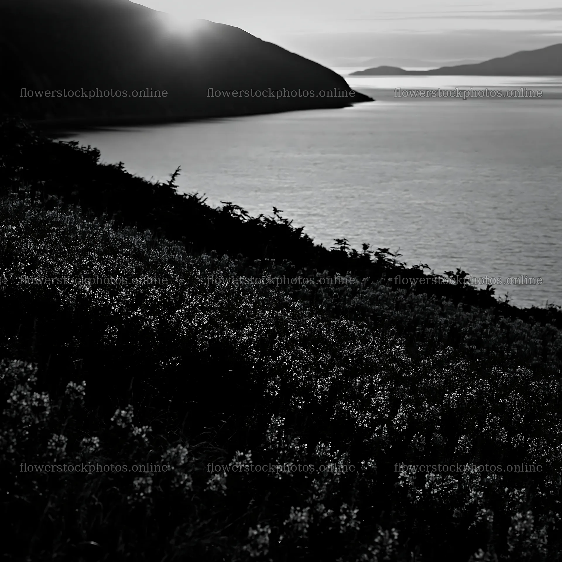 Fireweed meadow sunset over the water – flower stock photos 7938x7938