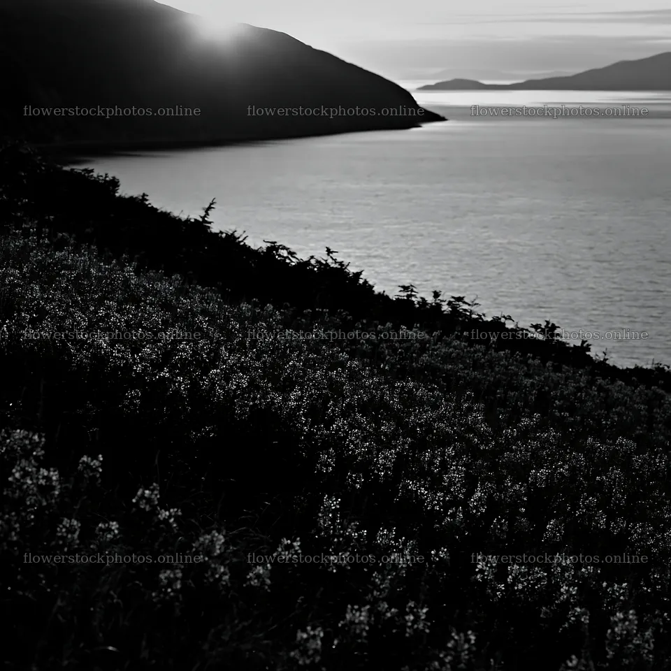 Fireweed meadow sunset over the water – flower stock photos 7938x7938
