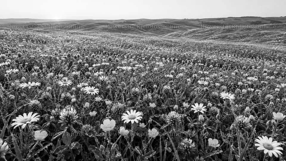Monochrome Wildflower Meadow Beneath Rolling Hills – flower stock photos 10324x5812