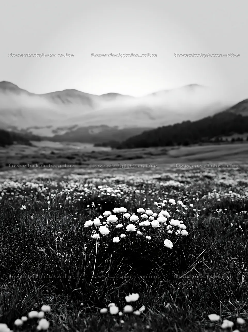 Rainy valley meadow with flowers in black and white – flower stock photos 6866x9174