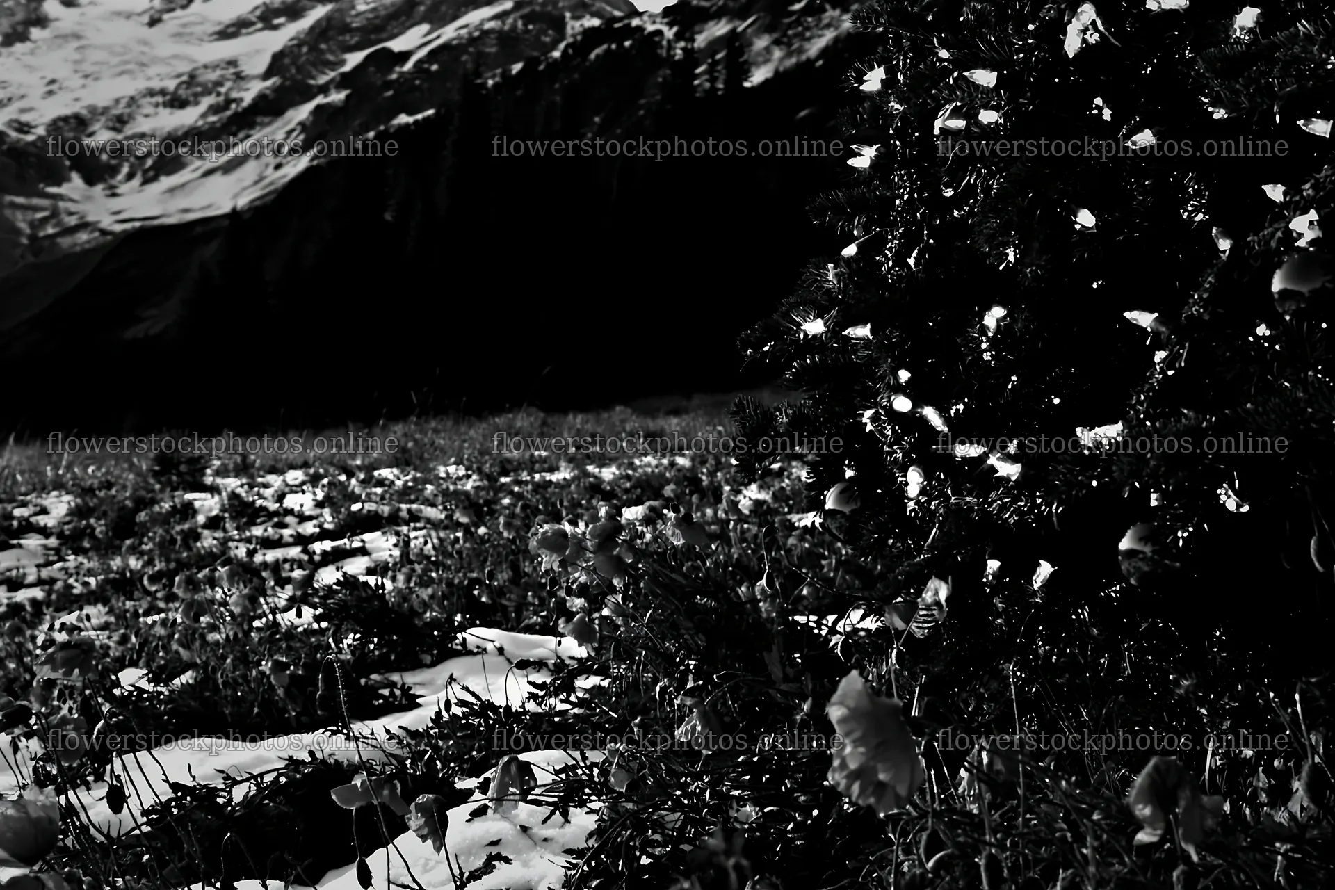Christmas tree in mountain meadow after snowfall – flower stock photos 9722x6480