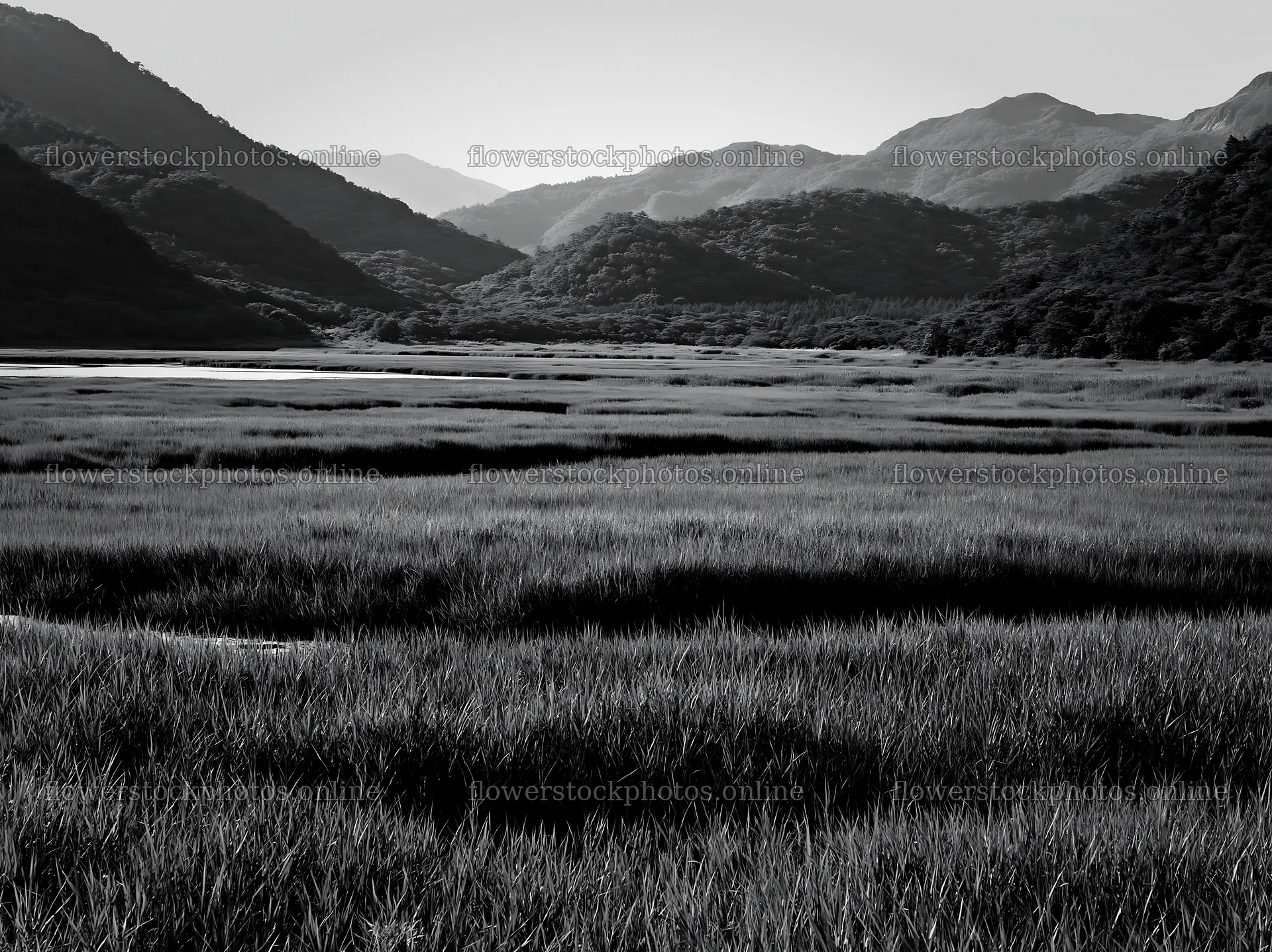 Shiga wetland meadow with reeds and distant mountains – flower stock photos 9174x6866